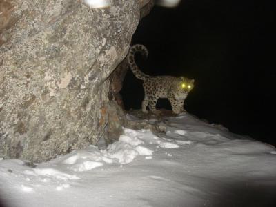 Snow Leopard (Uncia uncia) Snow Leopard (Uncia uncia)
